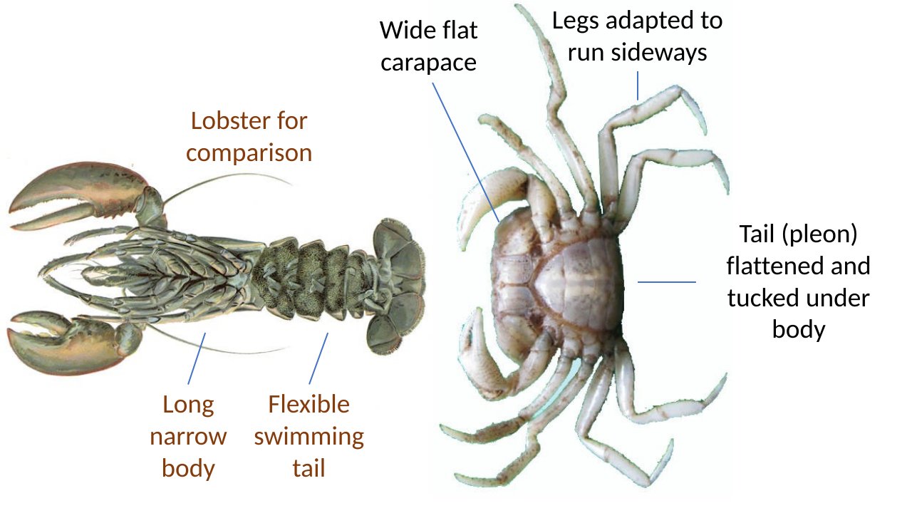 A crab's body plan set beside a lobster's, with the wide flat carapace, sideways legs and tucked-under tail labelled